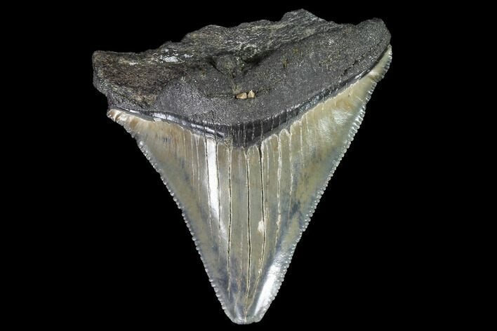 Serrated, Juvenile Megalodon Tooth - Georgia #90817